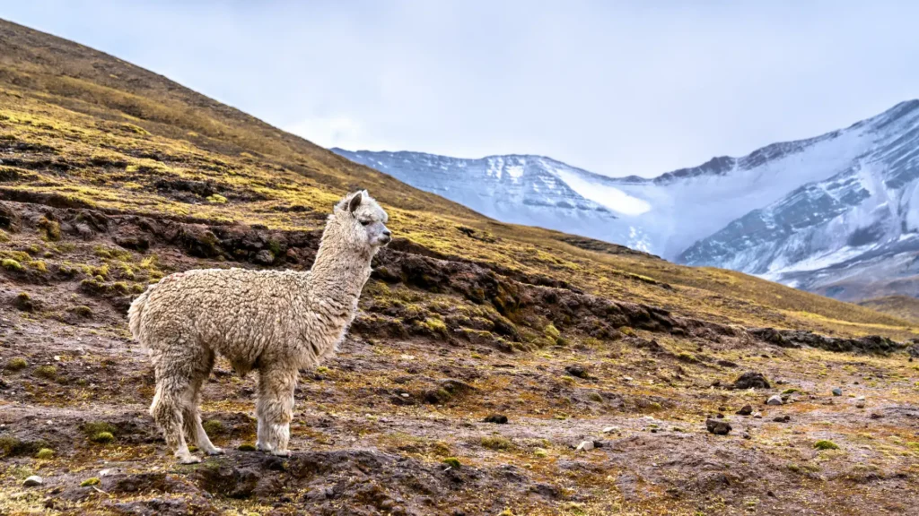 Vinicunca Alpaca
